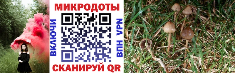 blacksprut сайт Полярные Зори Галлюциногенные грибы Cubensis